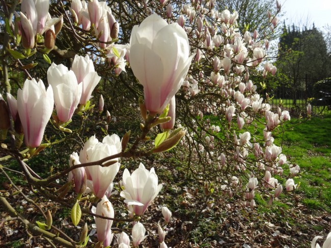 Magnolia flowers in the Headington Hill Park