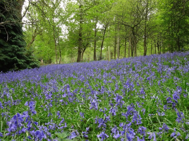 The bluebell wood in the Harcourt Arboretum