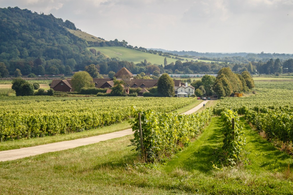 Vineyards | Courtesy of Your Source Today