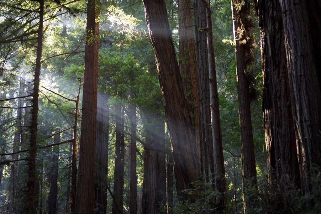 Muir Woods © Julian Fong/Flickr