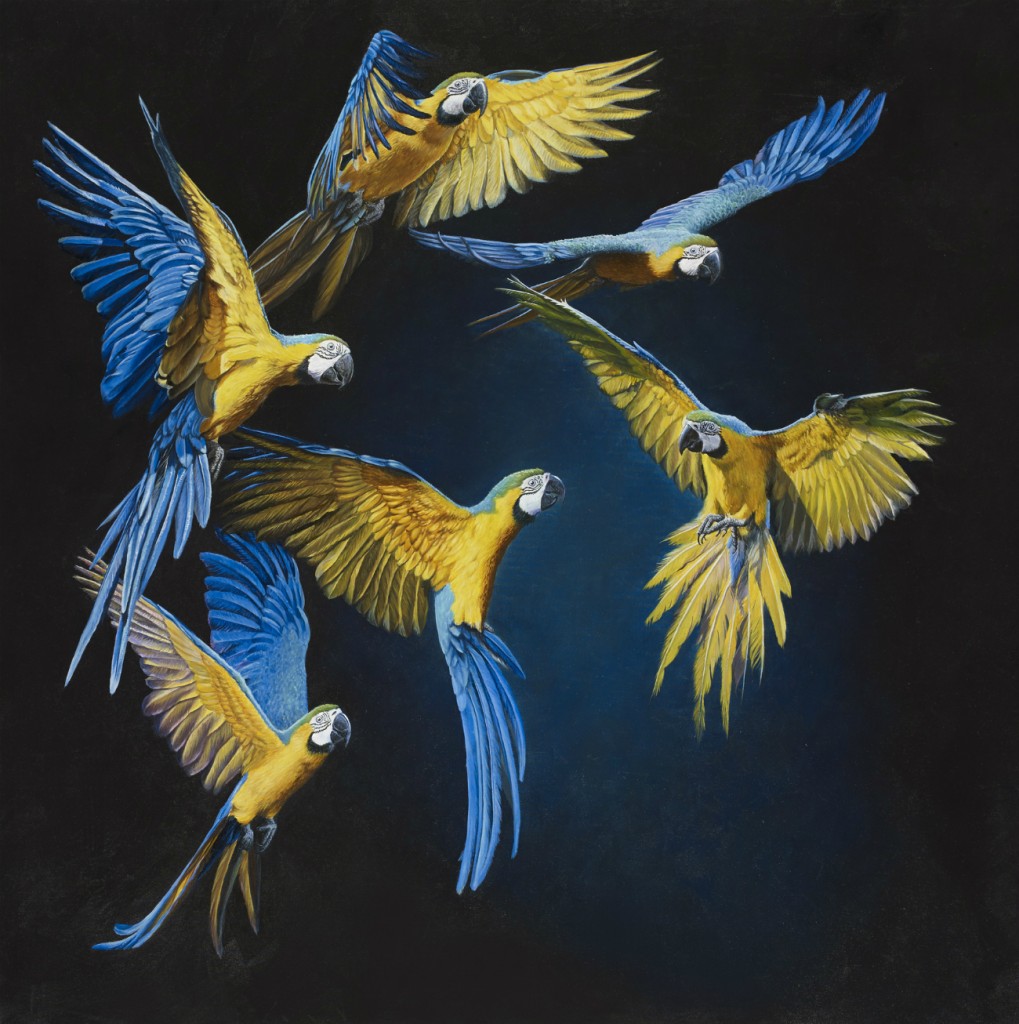 Turquoise & Gold Plumage | © Stefano Zagaglia