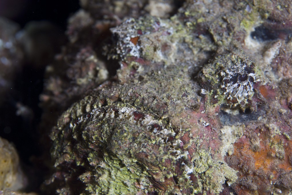 The World's Most Venomous Fish: 7 Facts About Stonefish
