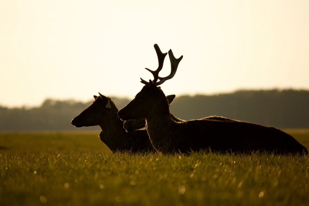 Phoenix Park Deer | ©Rob Collinsy/Flickr