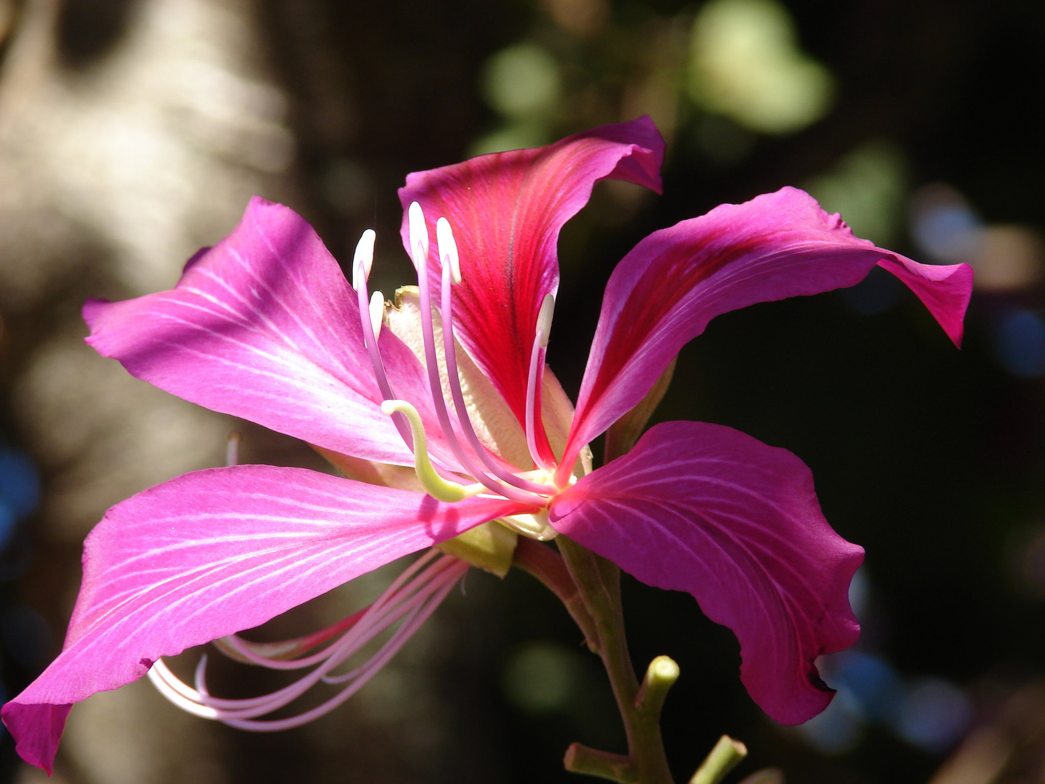 A Brief History Of Hong Kong's Flag