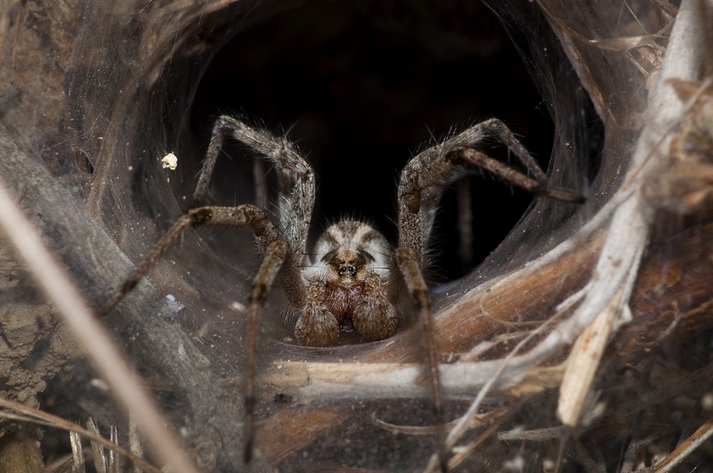 Toxic and Feared: 7 Facts About the Sydney Funnel-Web Spider