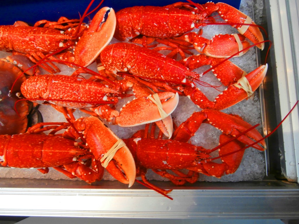 Steamed Lobsters |© Jennifer Copley/Flickr