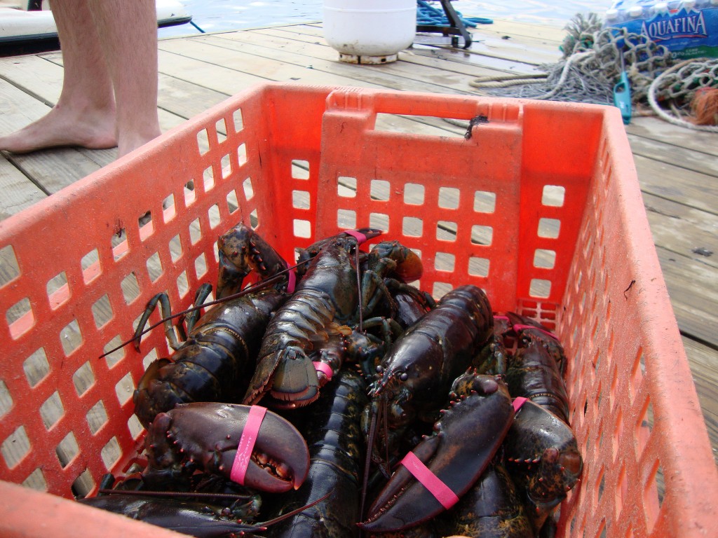 Lobsters at Island Creek Oyster Farm|© Erin B Murray/Flickr