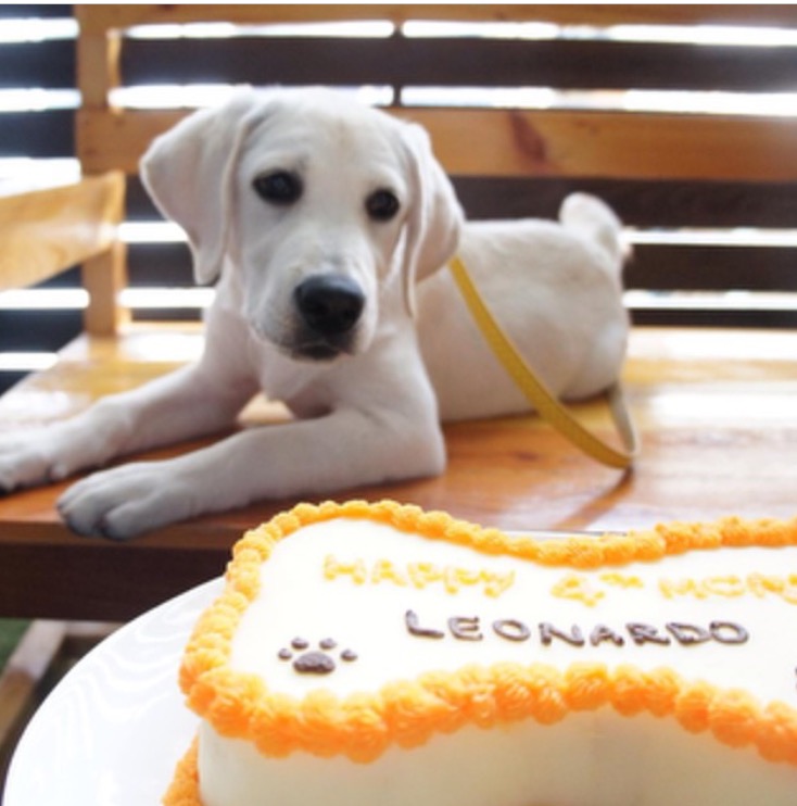 Wagging Tail Pet Bakery Pet Bakery Cafe Wagging Tail Pet Bakery Pet Bakery Cafe