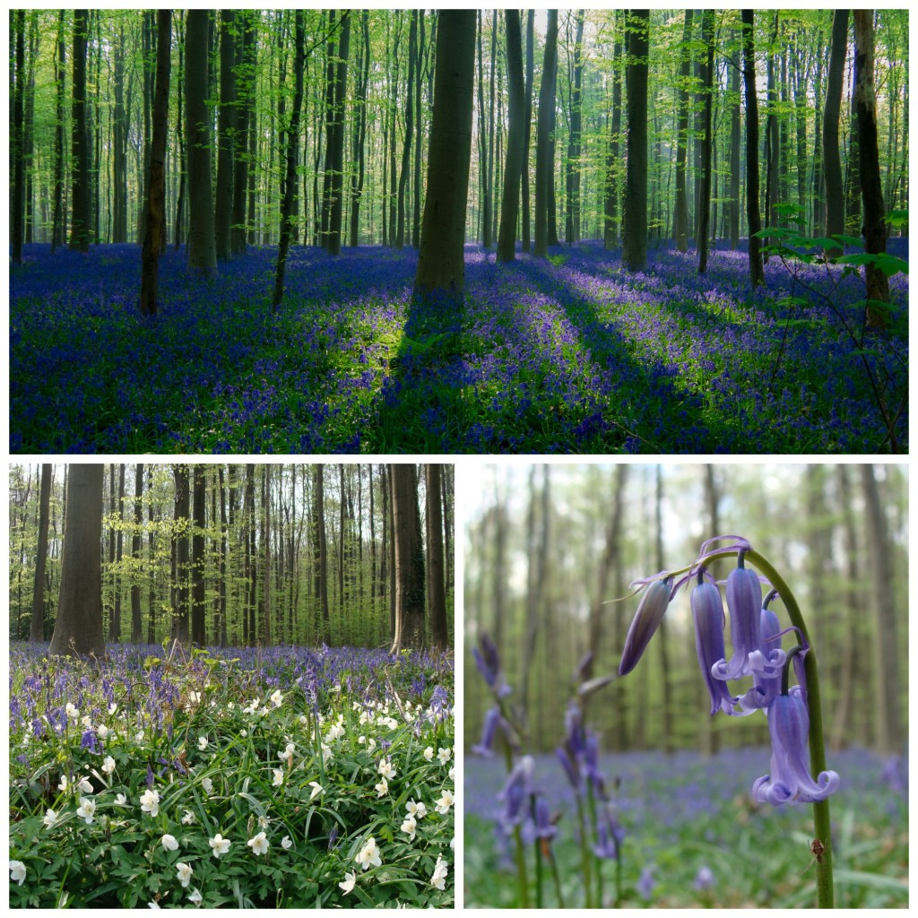 (Top)Bluebell wood, rising sun|Christophe Couckuyt/Flickr/ (Bottom left) Hallerbos in the spring | ines s./Flickr/(Bottom right) An up-close shot of the bluebell | ines s./Flickr