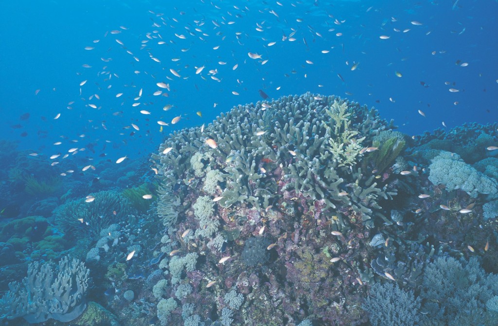 Fairy Bassletts on coral, at Rowley Shoals | Courtesy of Tourism Western Australia