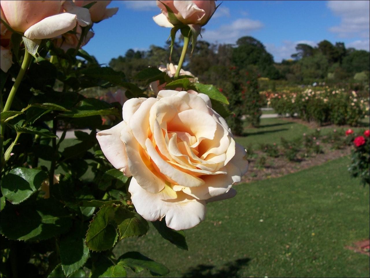Flower Season In Cape Town Tourism Wild Flowers In West Coast