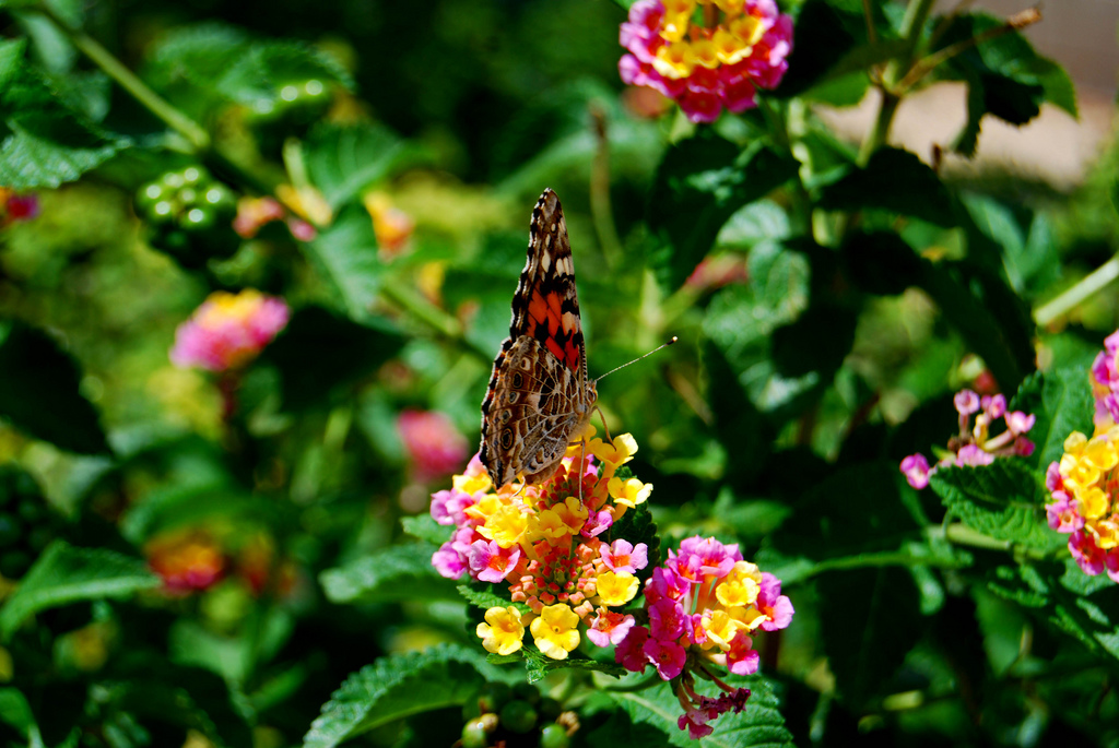 Posing Butterfly | © Kathy Kimpel/Flickr
