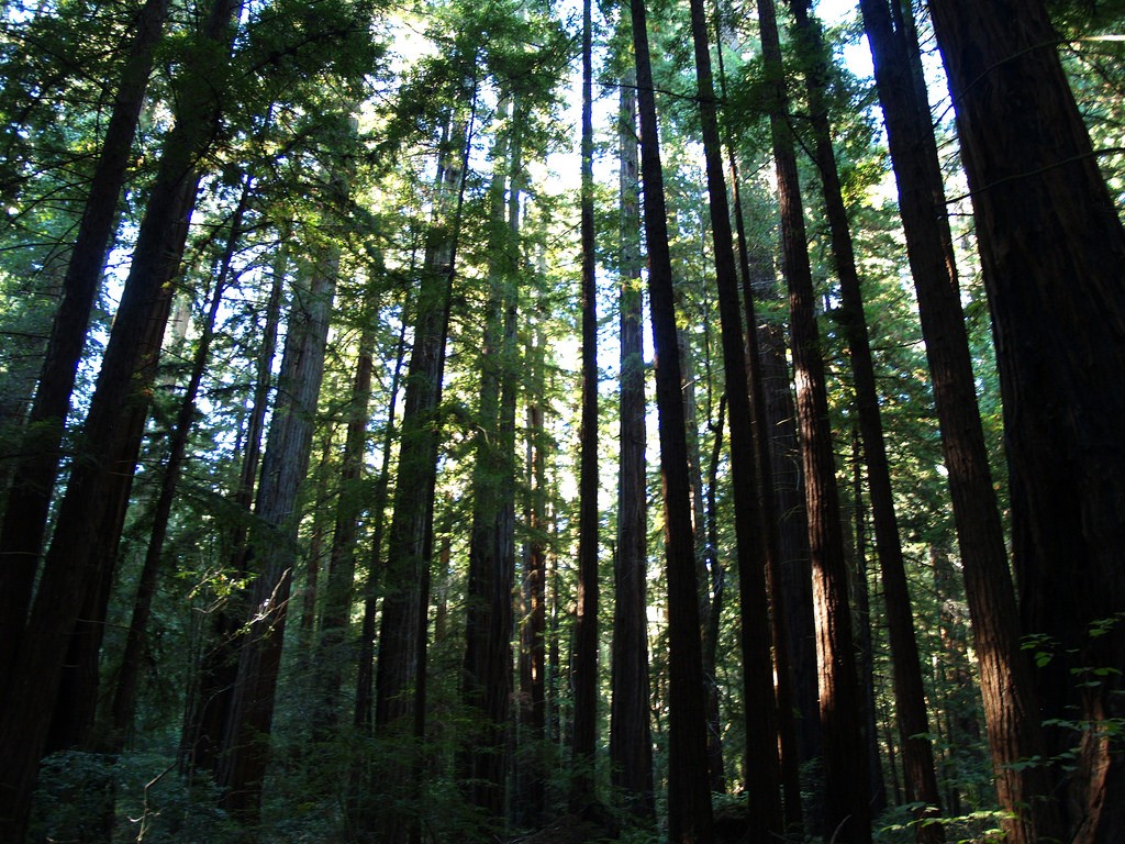 Armstrong Redwoods State Natural Reserve A NorCal MustVisit