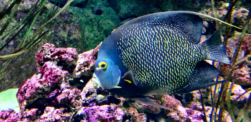 Aquarium de Paris │© Andreas Hobi