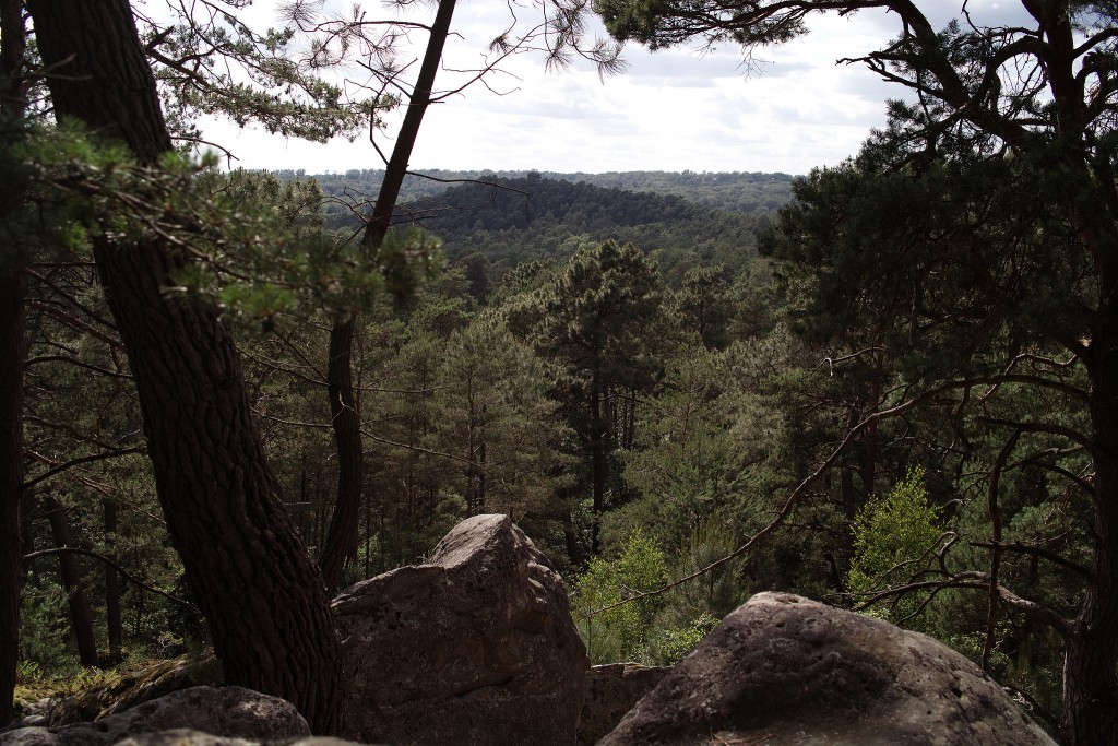 Forêt de Fontainebleau │© Nicolas Vigier
