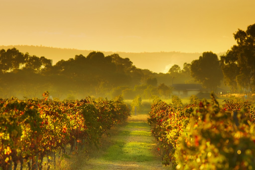 A Guide To The Swan Valley Wineries, Australia