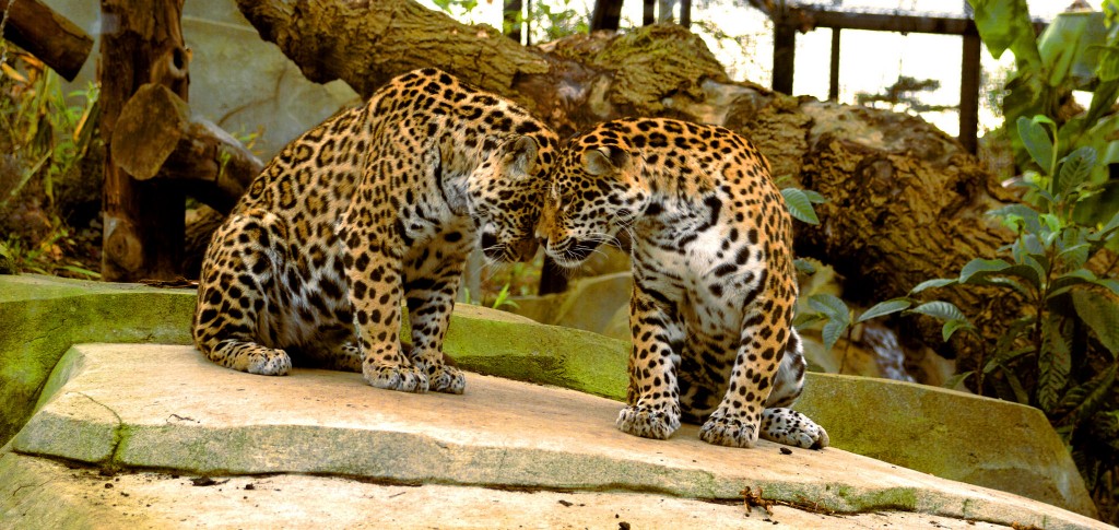 Jaguars at the Parc Zoologique de Paris│© CECILE BOXBERGER