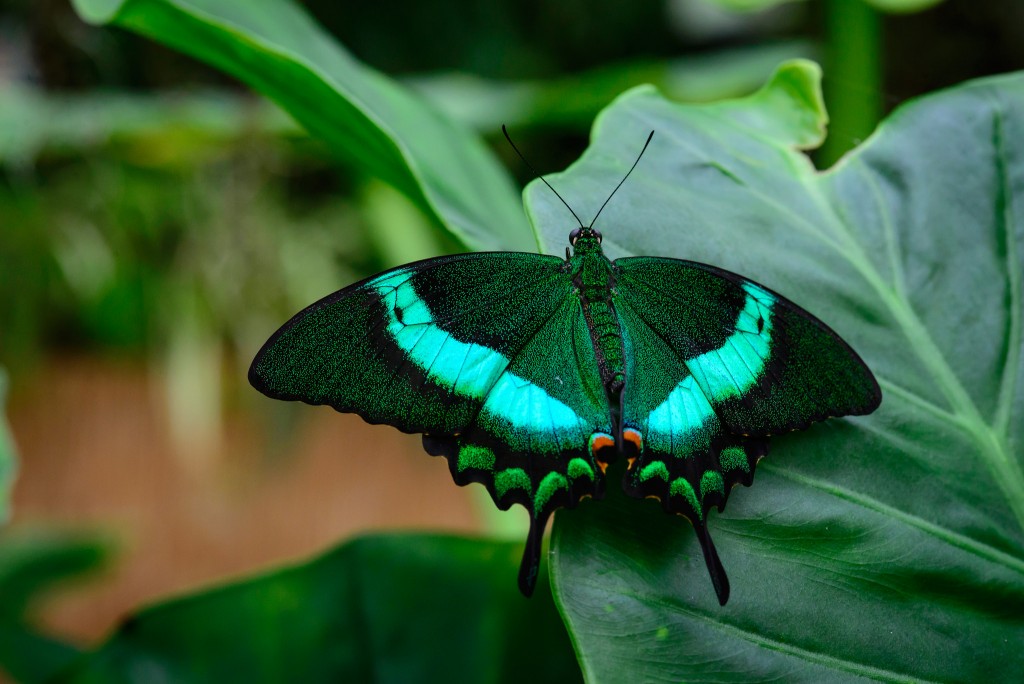 Jardin des Papillons │© Herman Pijpers