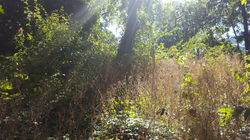 Jardin Sauvage Saint-Vincent │© pixeltoo