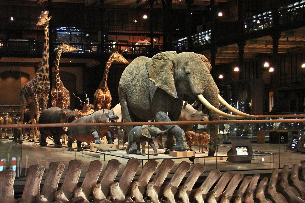 La galerie de l'Evolution at the Museum National d'Histoire Naturelle│© Jean-Pierre Dalbéra