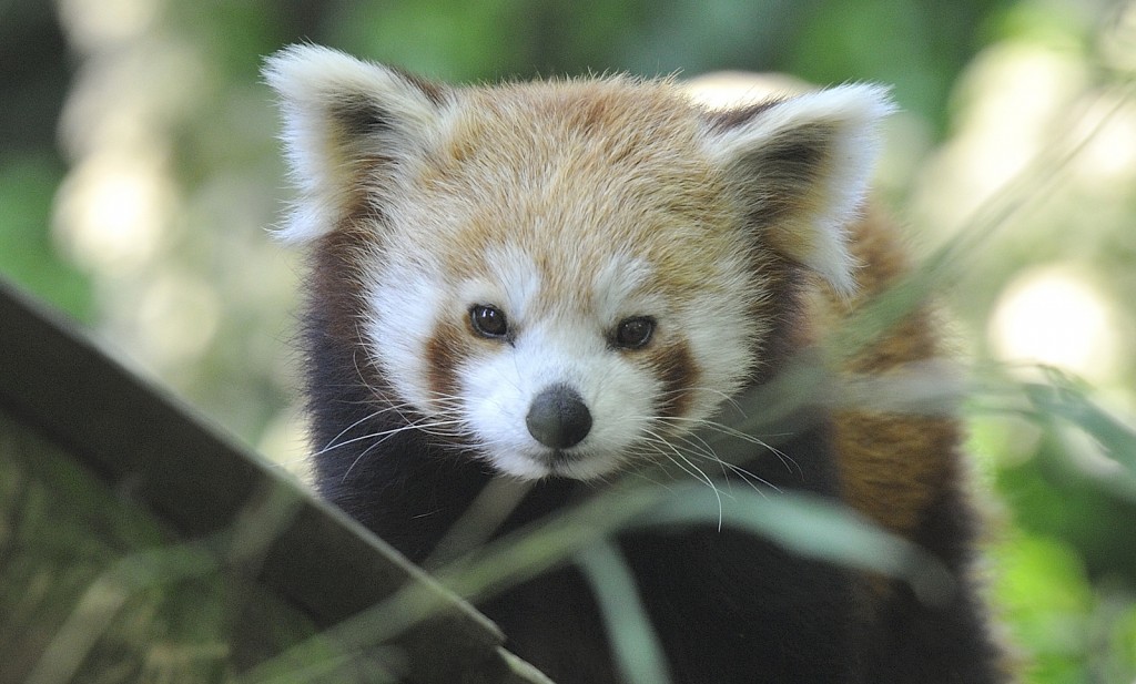 Ménagerie du Jardin des Plantes │© Rog01