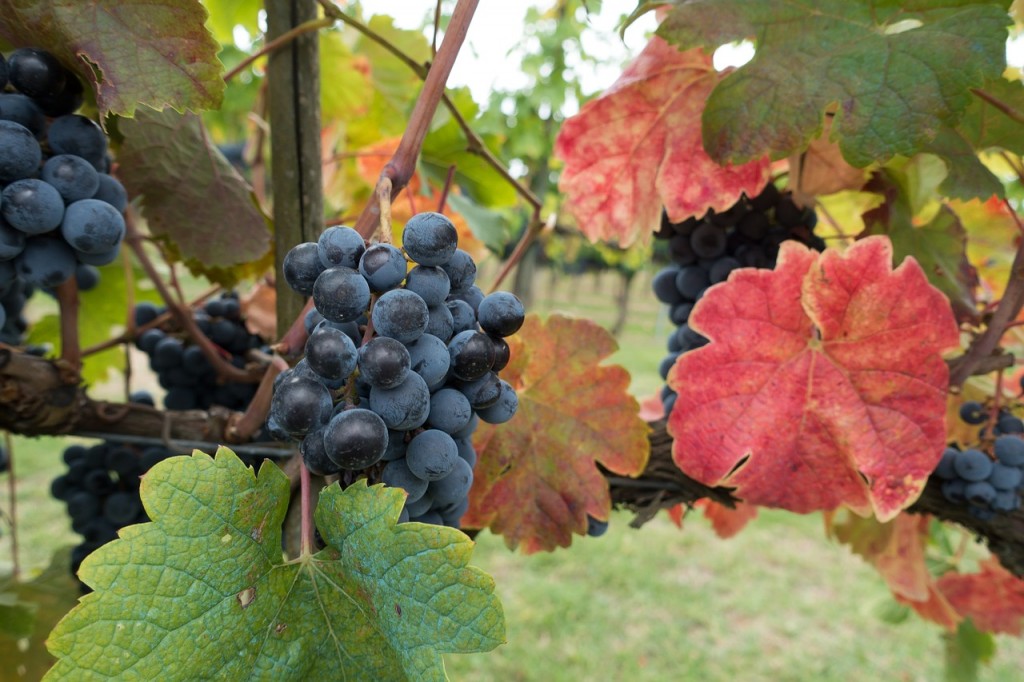Red grapes on an autumn vine │© stux