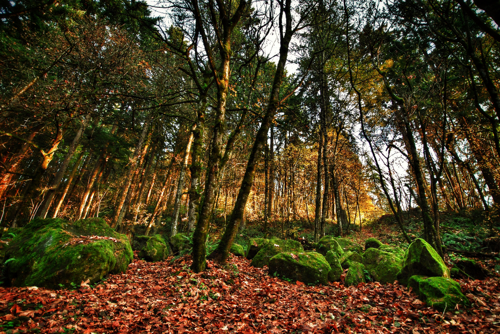 Trees in Forest Park, Portland, Oregon | © Adamneil/Good Free Photos