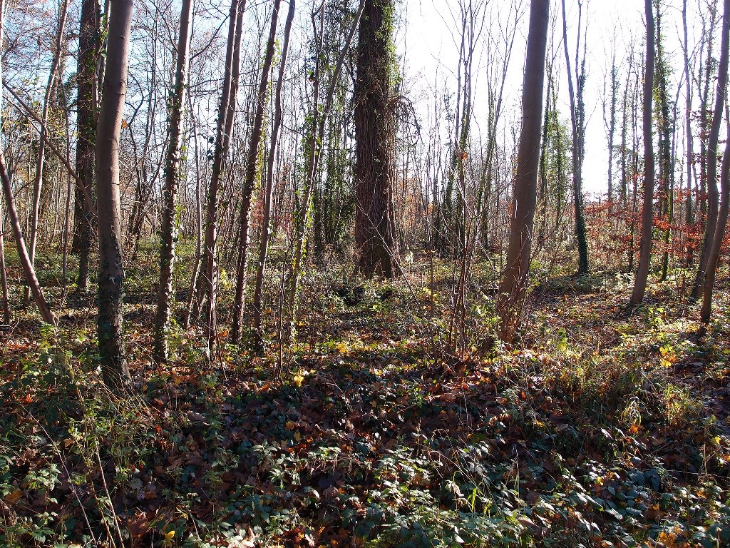 The Forest of Saint-Germain-en-Laye │© Guilhem Vellut