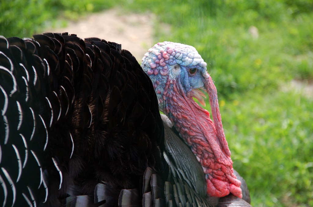Turkey at the Ferme de Paris │© Gautier Poupeau