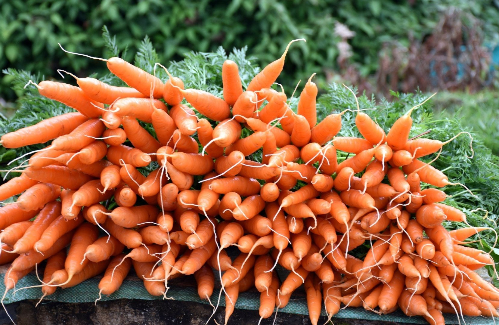 California's 10 best farm to table restaurants & local eats