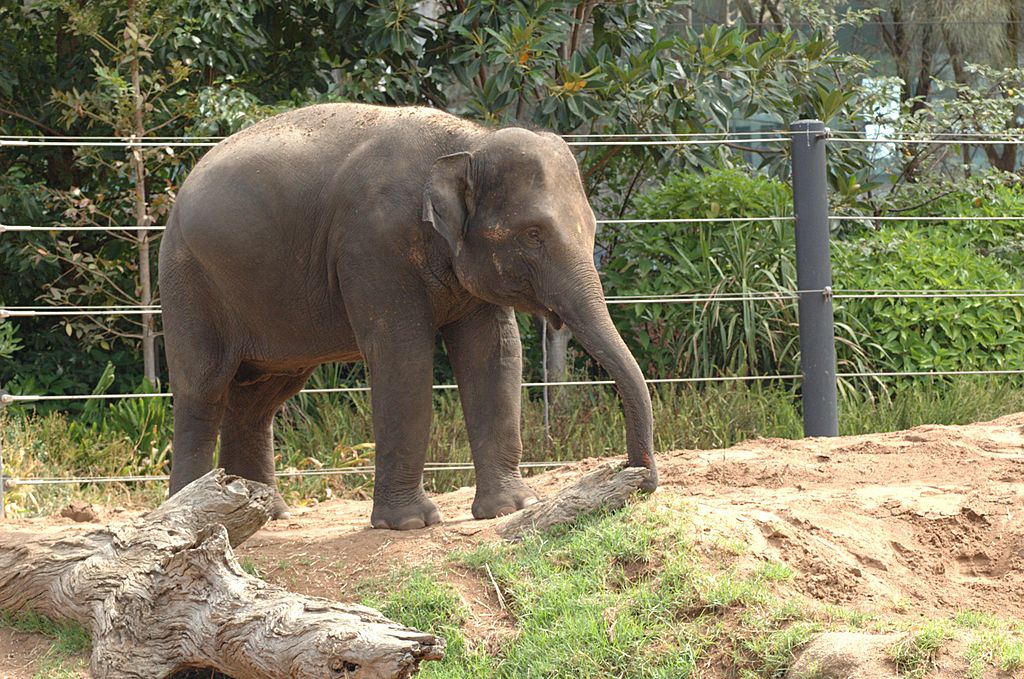 Melbourne Zoo Celebrates Its 154th Birthday