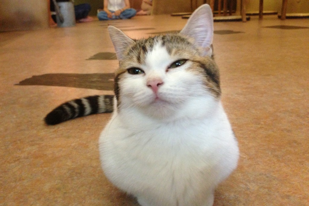 A cat poses for a photo at Temari no Ouchi Cat Cafe | © Lucy Tatakura/Flickr