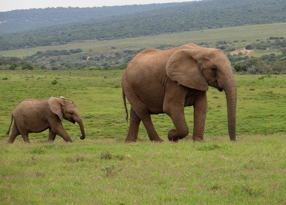 Elephants, Addo Elephant Park, Eastern Cape © Mindy McAdams / Flickr