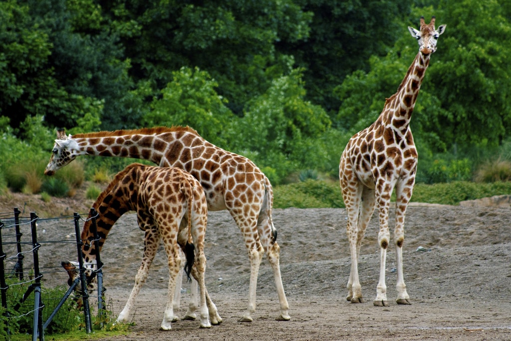 Why would you try and comb a giraffe? | © Neil Turner/Flickr