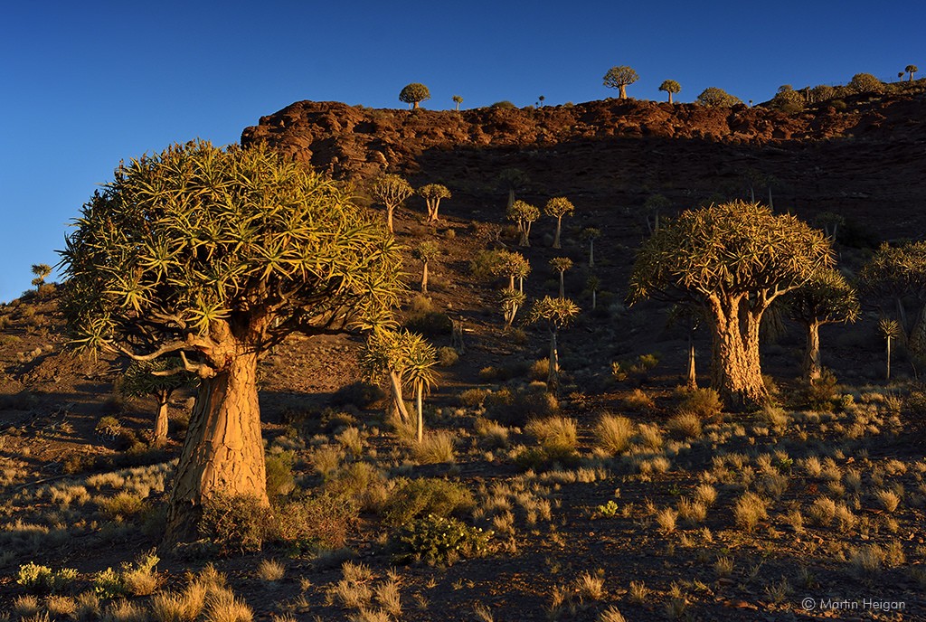 Quiver Tree Forest, Northern Cape © Martin Heigan / Flickr