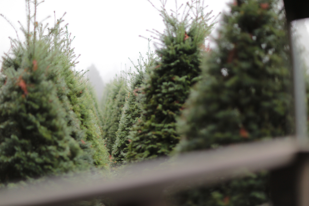 Labyrinthe d'arbres de Noël | © Parker Knight / Flickr