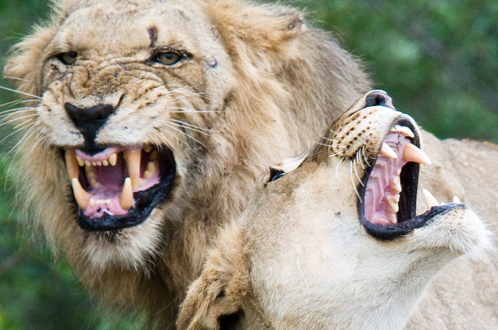 Lions, Mpumalanga © Chris Eason / Flickr