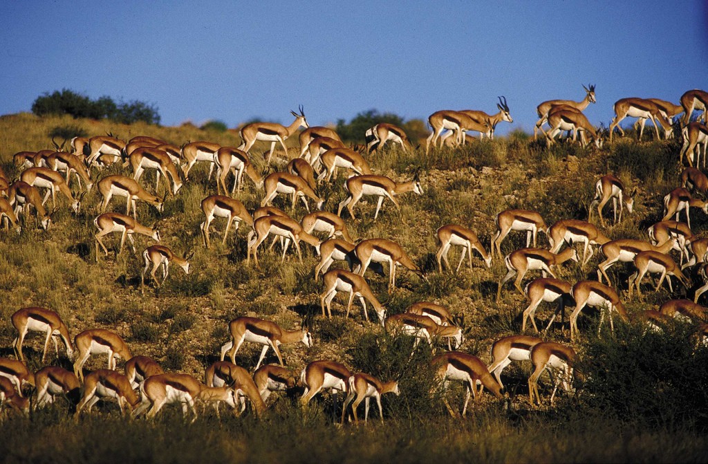 A herd of Springbok © South African Tourism / Flickr