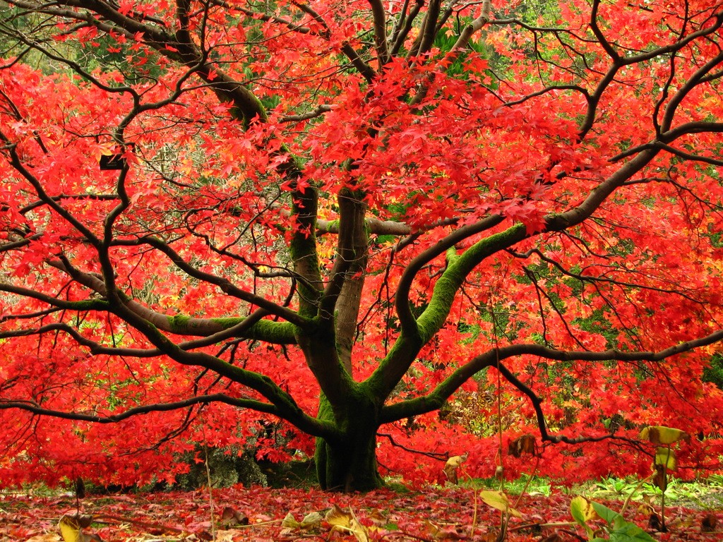 Benmore Gardens, Argyll And Bute | © kloniwotski/Flickr
