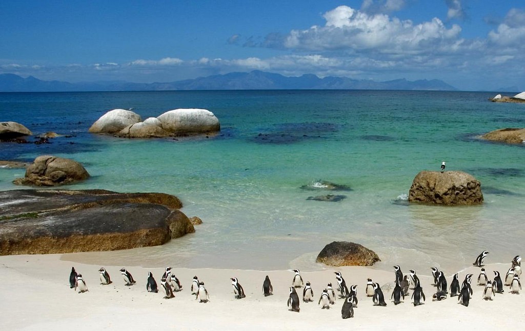 Boulders Beach, Cape Town © 一元 马 / Flickr