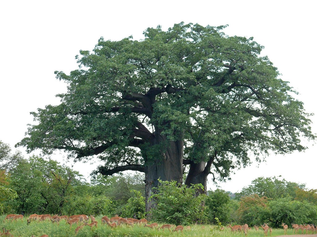 Baobab tree, Kruger National Park, South Africa © Bernard du Pont / Flickr