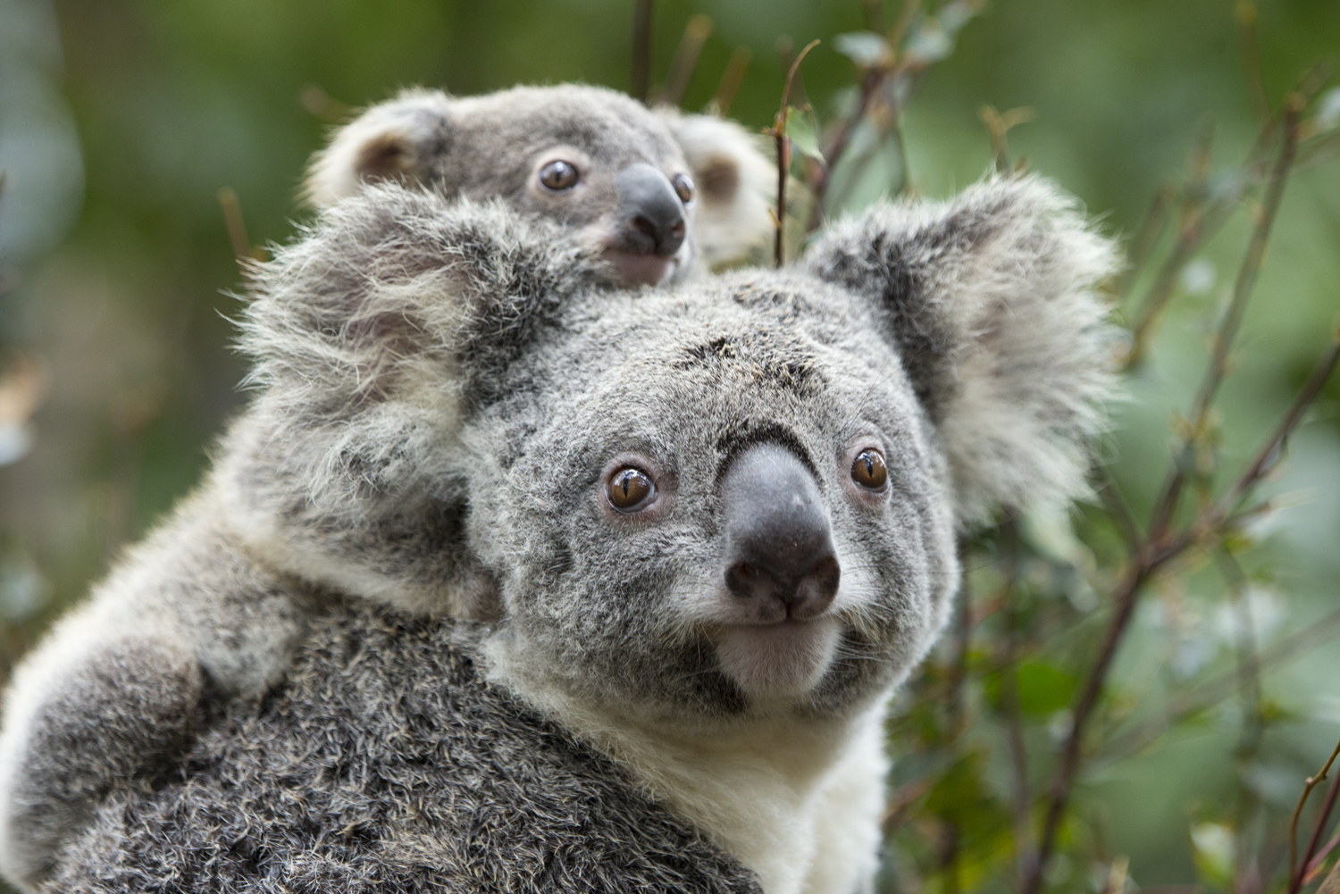 15 Gifts For People Obsessed With Australia