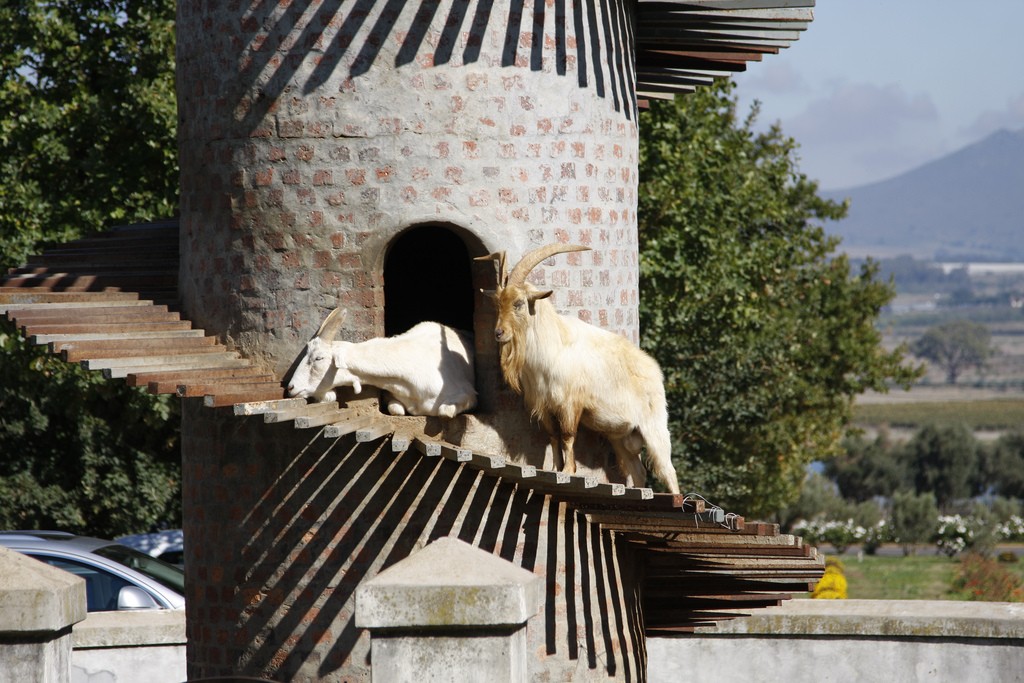 Goat Tower, Fairview Cheese and Wine Farm, Paarl © Peter Borcherds/Flickr