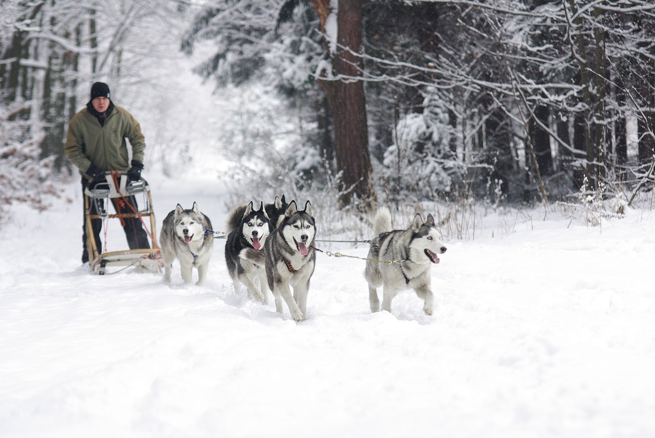 Where To Go Dog Sledding In The USA