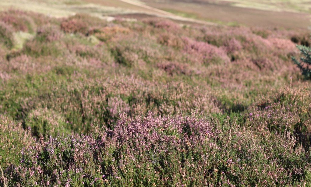 The Best Picnic Spots In Edinburgh