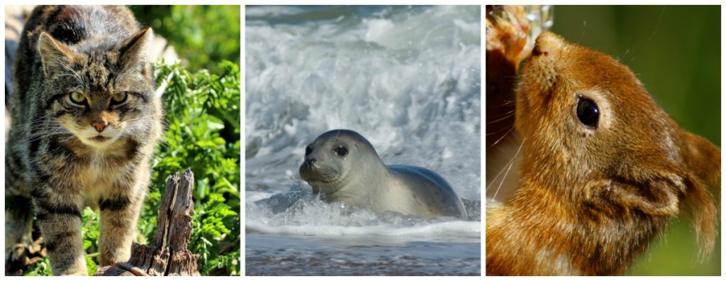 10 Native Scottish Animals And Where To Find Them