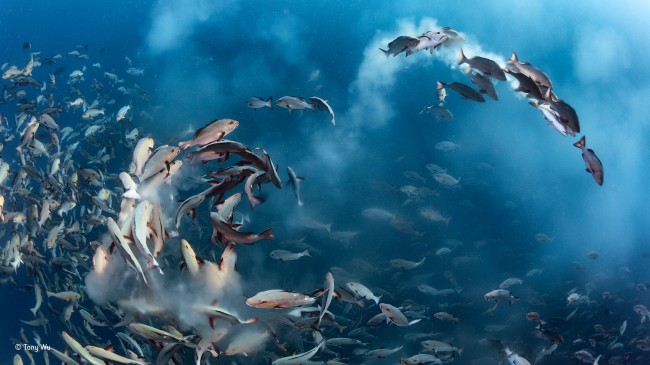 Circles and funnels of fish underwater