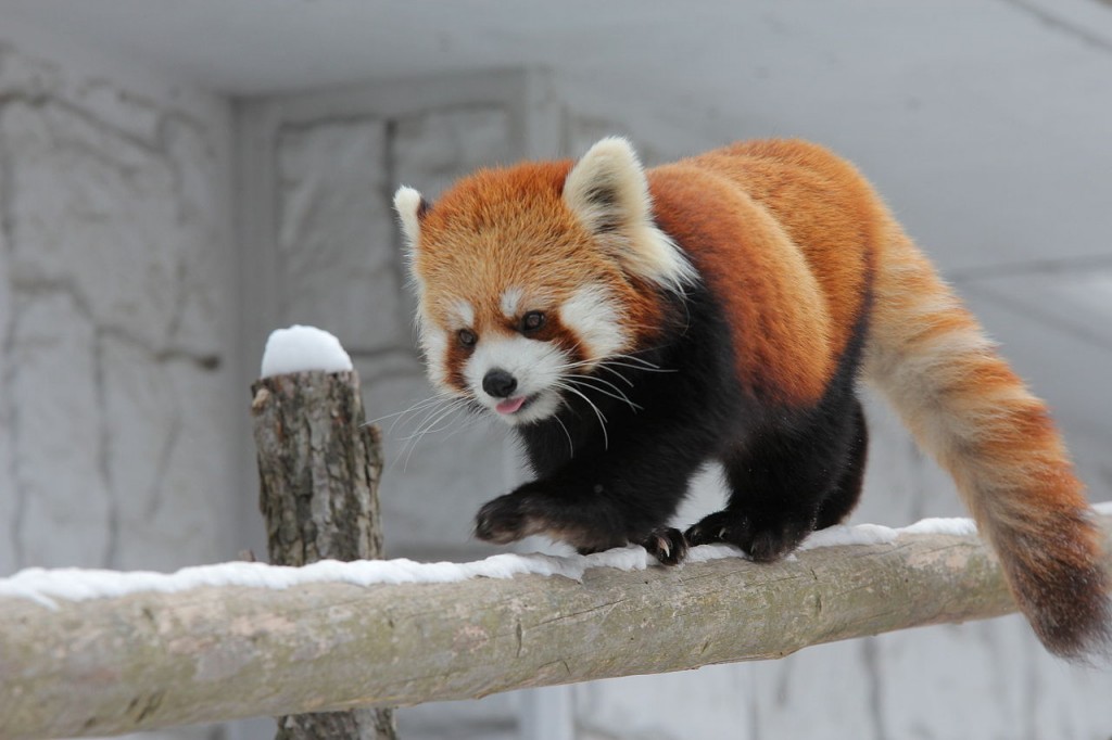 Red panda cubs walking on the snow | © Lasermaster / Wikimedia Commons