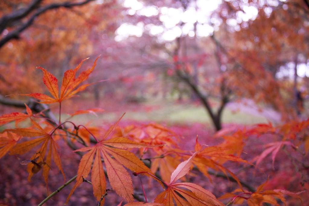 Japanese maple leaves|© Delaina Haslam/Flickr