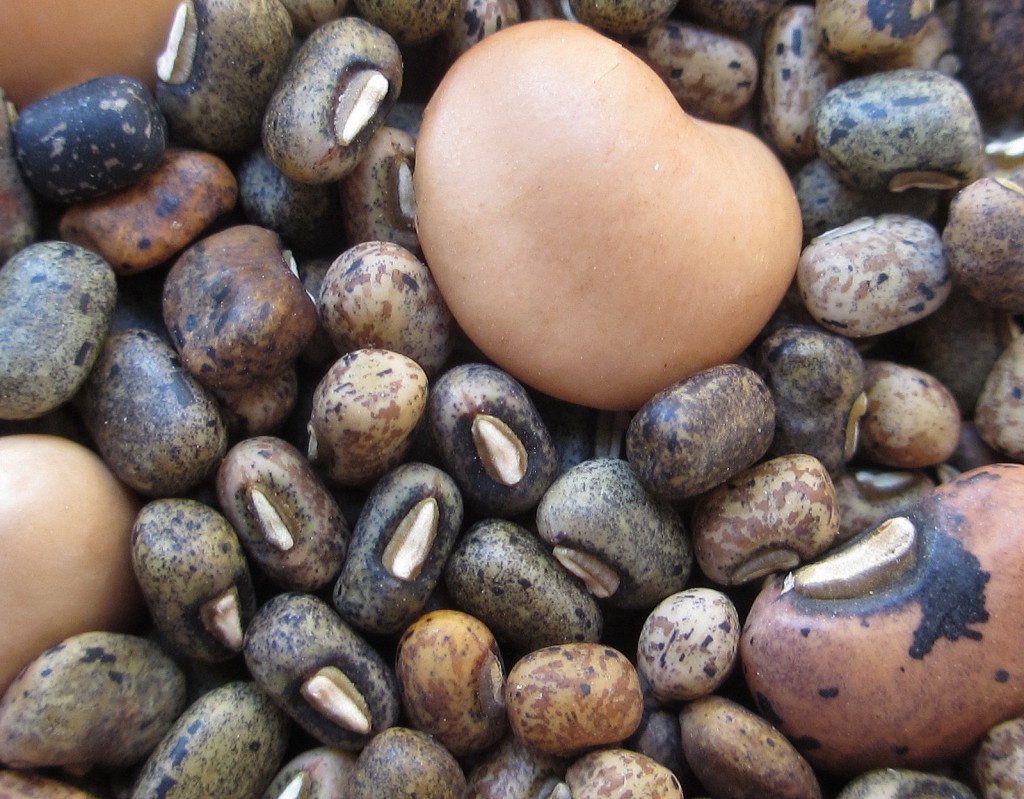 Cowpea bean © Ton Rulkens